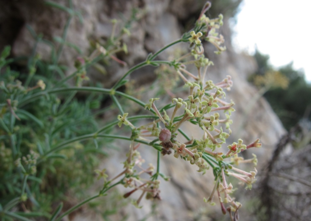 Asperula crassifolia / Stellina di Capri